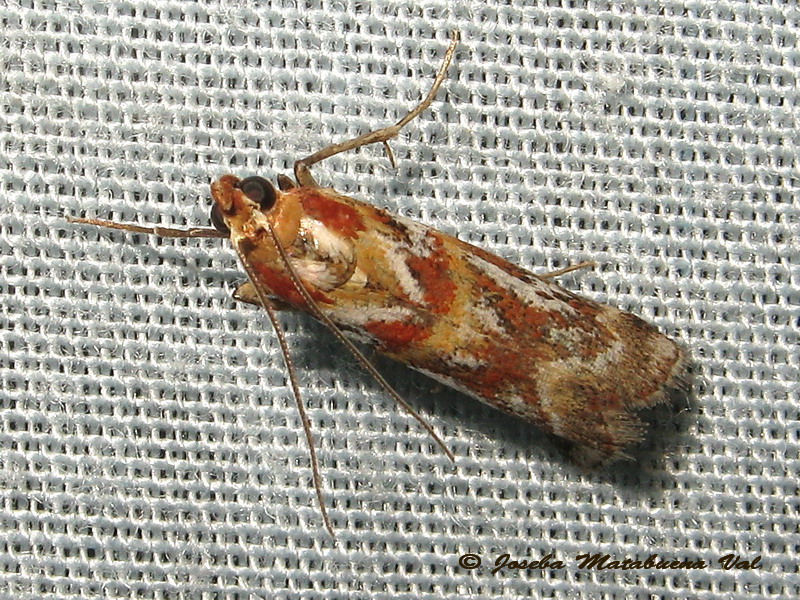 Acrobasis porphyrella - Pyralidae